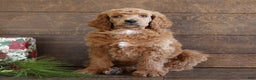Standard Poodle dogs for sale: Aiden - Ad 3