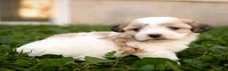 Teddy Bear dogs for sale: Willow - Ad 3