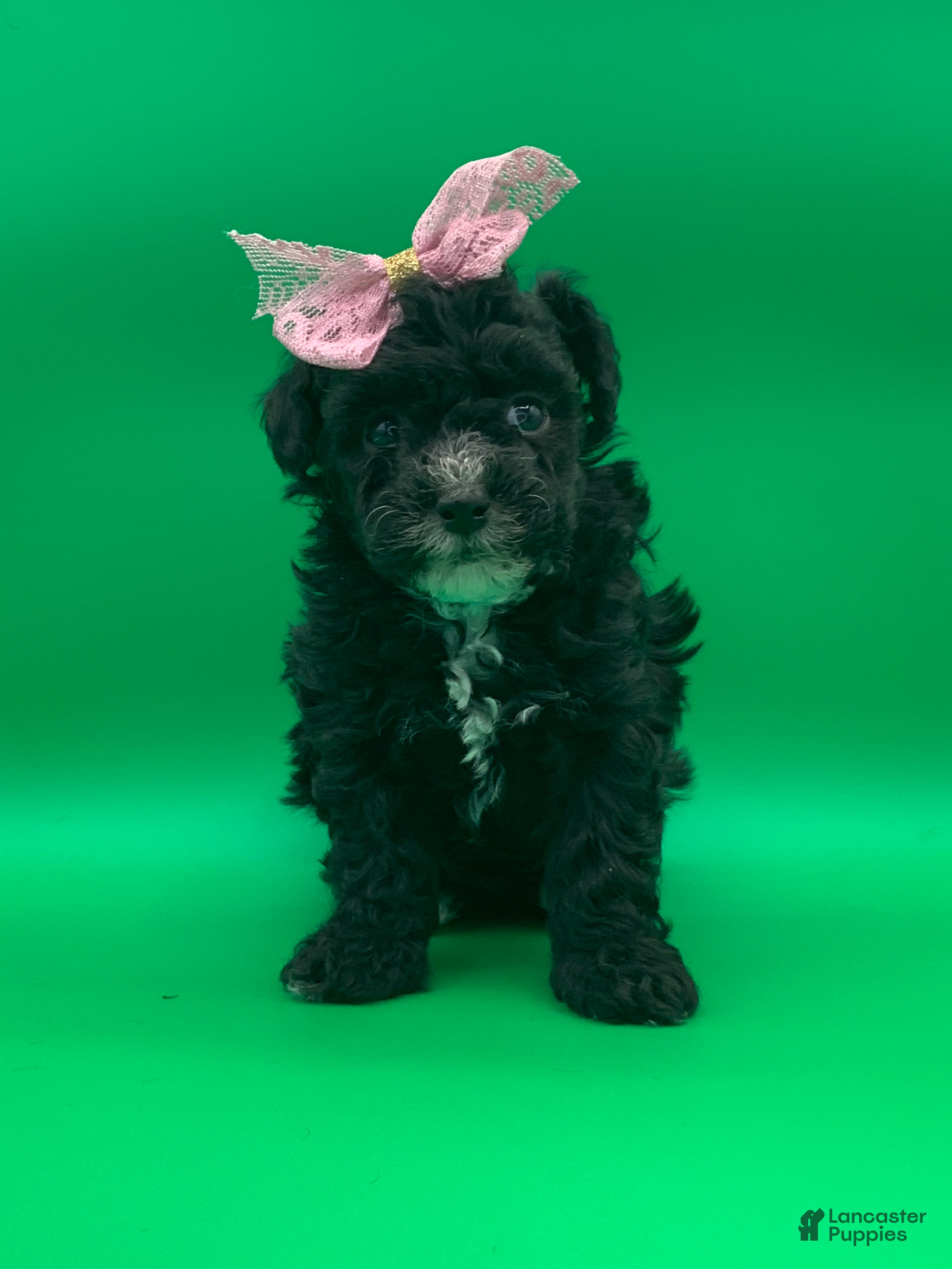 Toy Poodle dogs becky - Ad 8