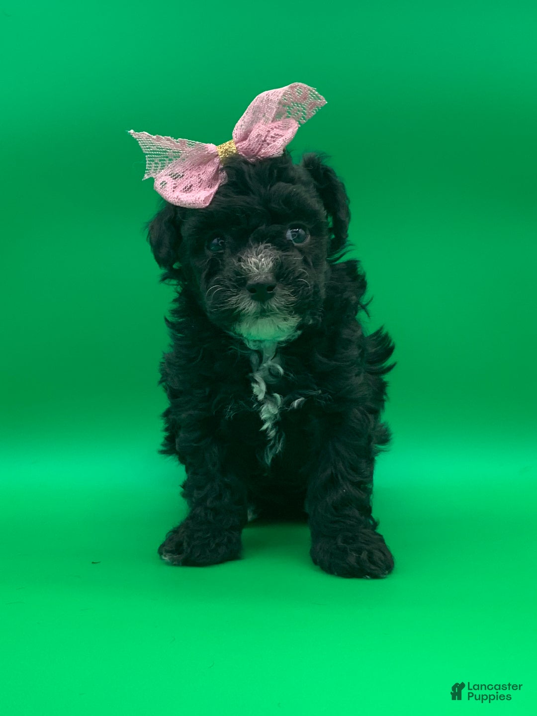 Toy Poodle dogs for sale: becky - Ad 8