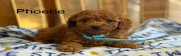 Cavapoo dogs for sale: Phoebe - Ad 1