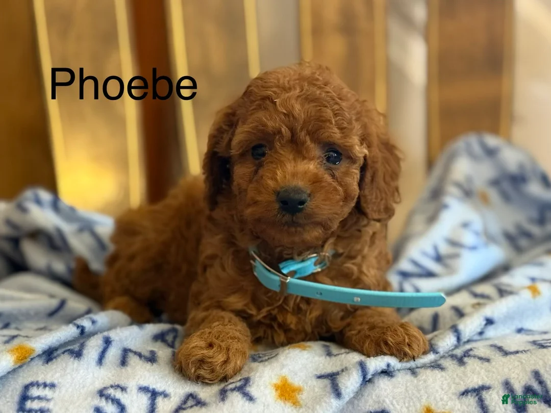 Cavapoo dogs for sale: Phoebe - Ad 1