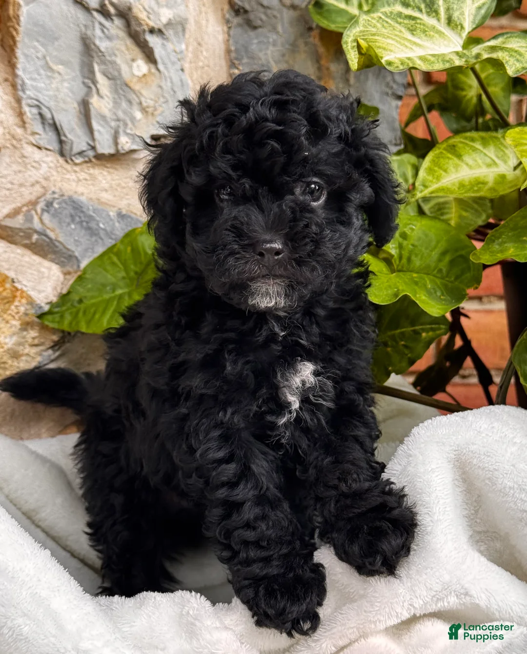 Mini Aussiedoodle dogs for sale: Colton 🐾 - Ad 1