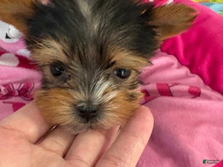 Yorkshire Terrier dogs - Ad 4