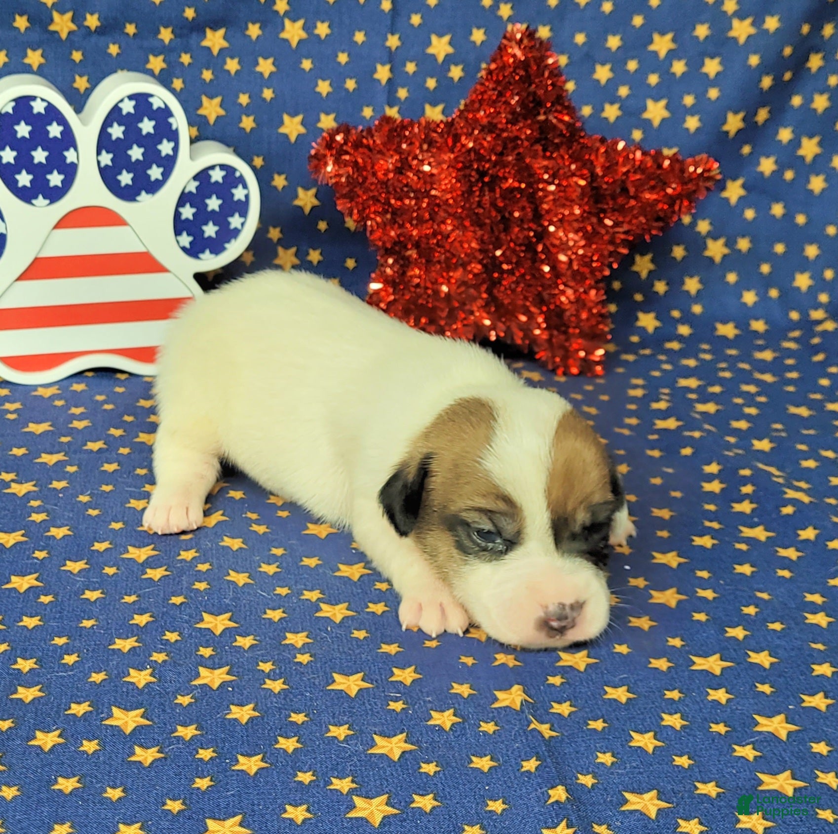 Jack Russell Terrier dogs Pax CKC male Delivery Available  - Ad 31