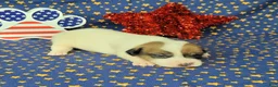 Jack Russell Terrier dogs for sale: Pax CKC male Delivery Available  - Ad 1
