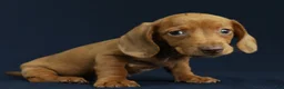 Miniature Dachshund dogs for sale: Cove 🌊 - Ad 5