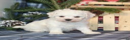 Bichon Frise dogs for sale: Irene - Ad 4