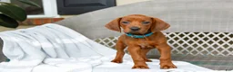 Redbone Coonhound dogs for sale: Birch - Ad 1