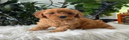 Mini Goldendoodle dogs for sale: Baya - Ad 3