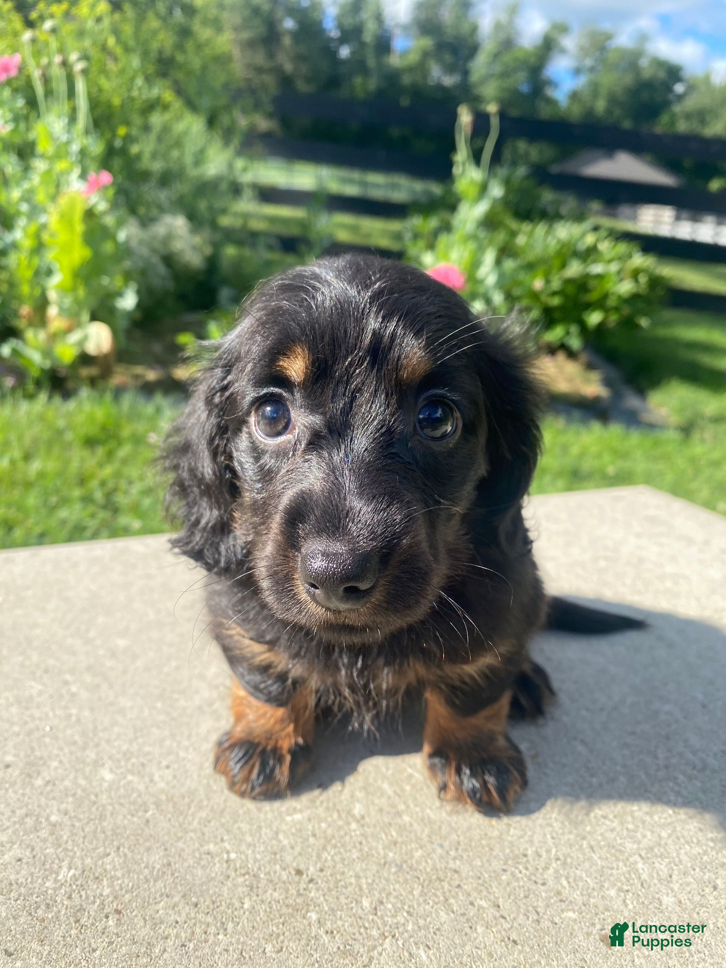 Miniature Dachshund dogs Maple - Ad 1