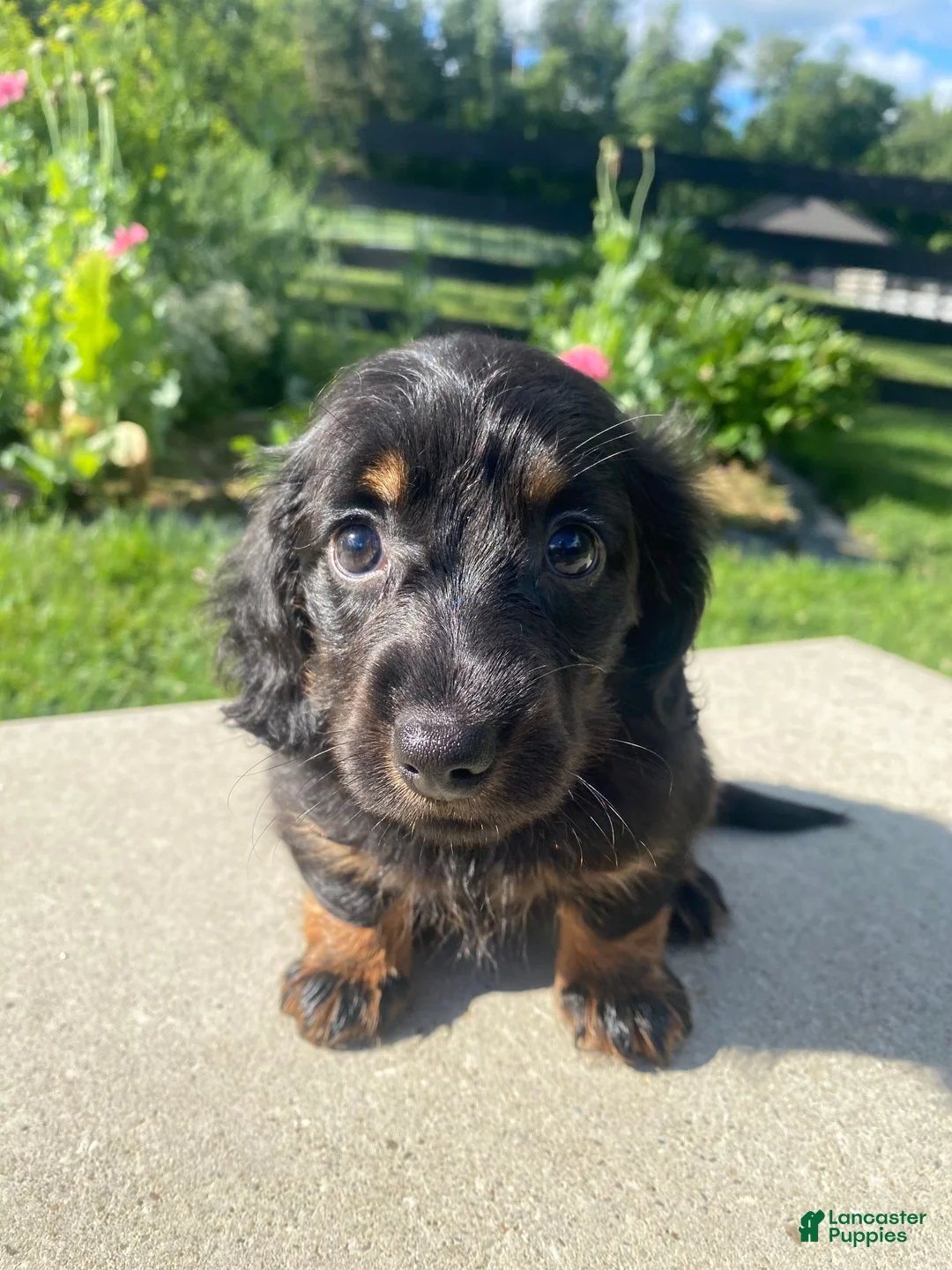 Miniature Dachshund dogs for sale: Maple - Ad 1