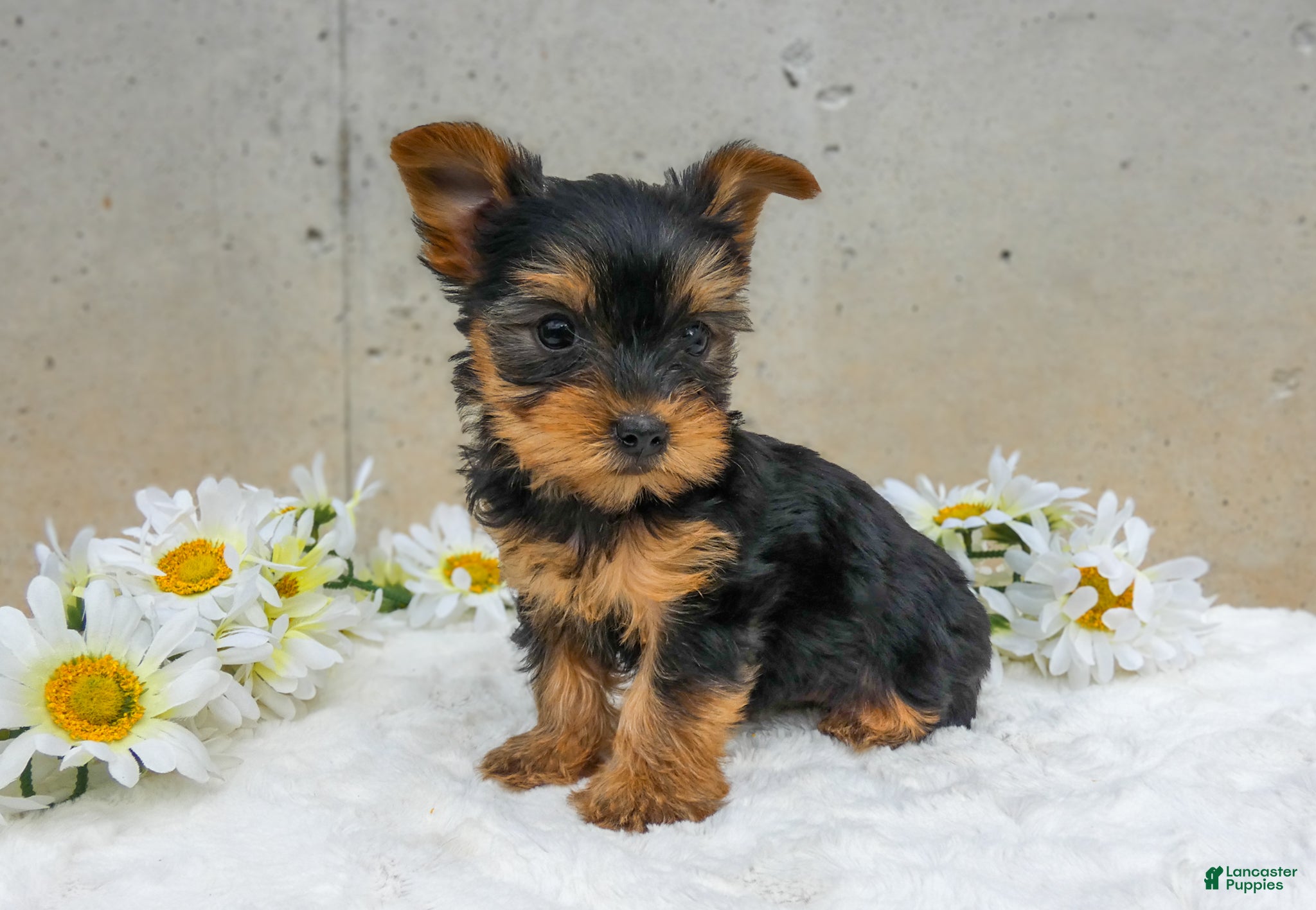 Yorkshire Terrier dogs Josie - Ad 2