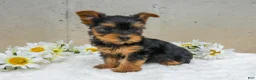 Yorkshire Terrier dogs for sale: Josie - Ad 2