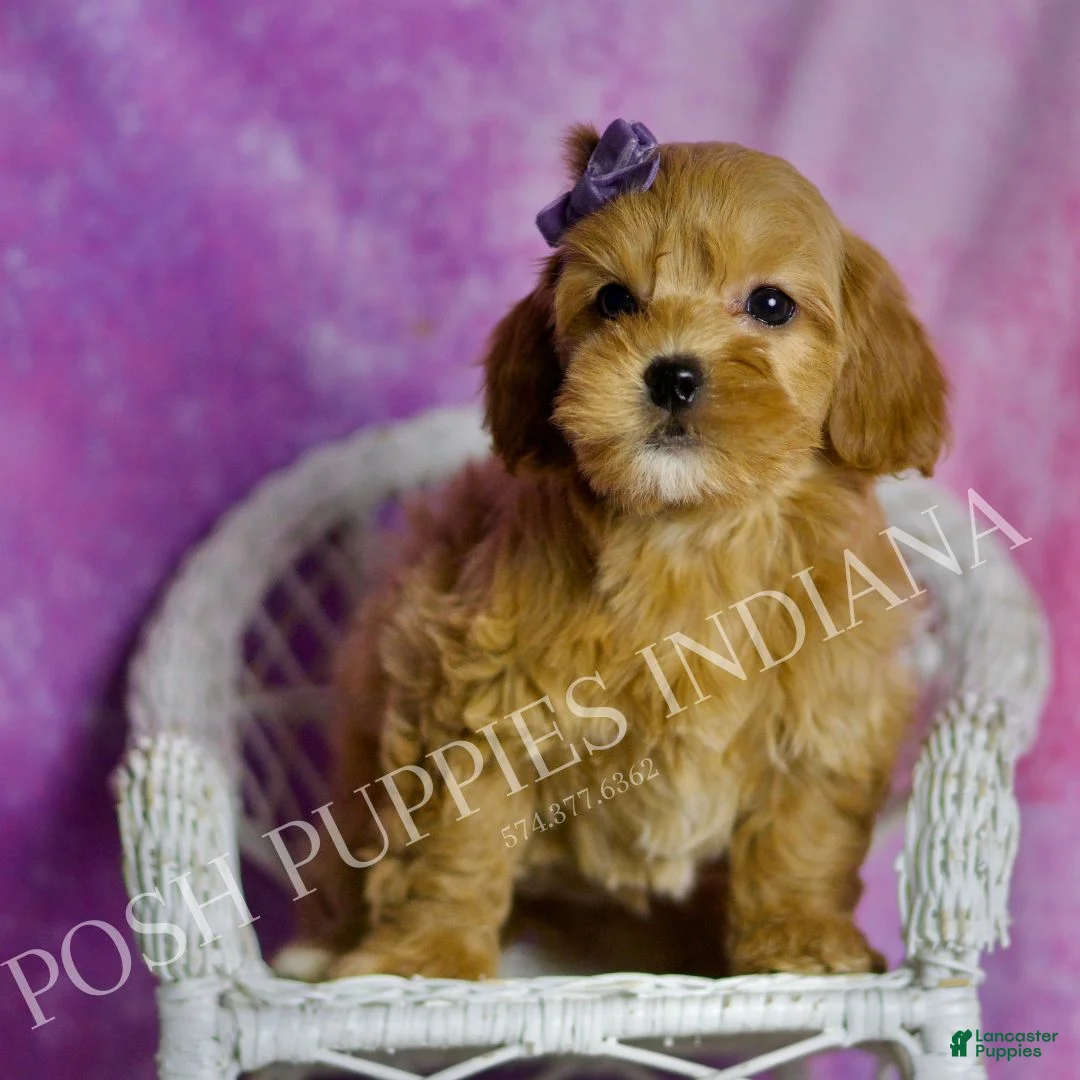 Mini Goldendoodle dogs for sale: Bailey - Ad 2