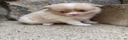 Pomeranian dogs for sale: Andy - Ad 6