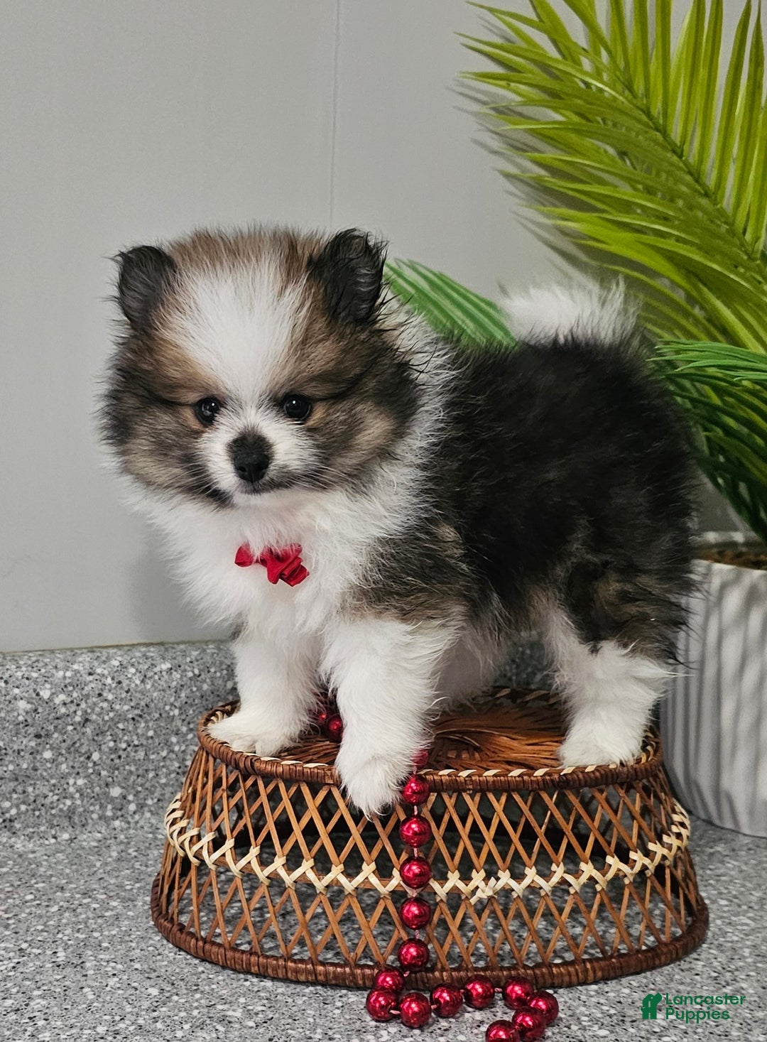 Pomeranian dogs for sale: Snickers - Ad 4