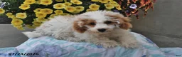 Miniature Poodle dogs for sale: Sugar - Ad 5