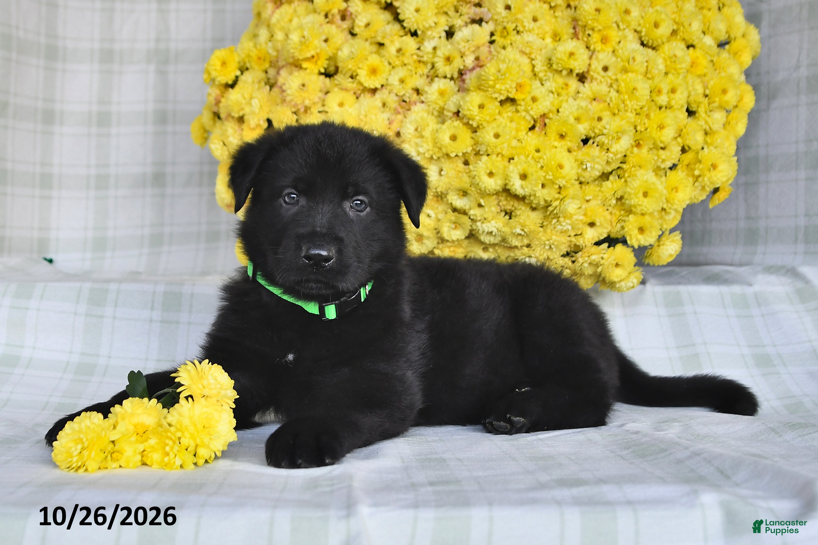 German Shepherd dogs for sale: Oliver - Ad 1