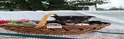 Pomsky dogs for sale: Bella   - Ad 3