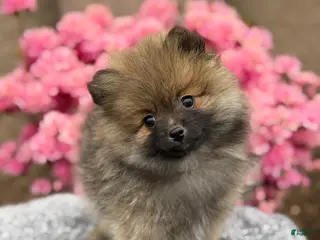 Pomeranian dogs for sale: Poppy - Ad 1