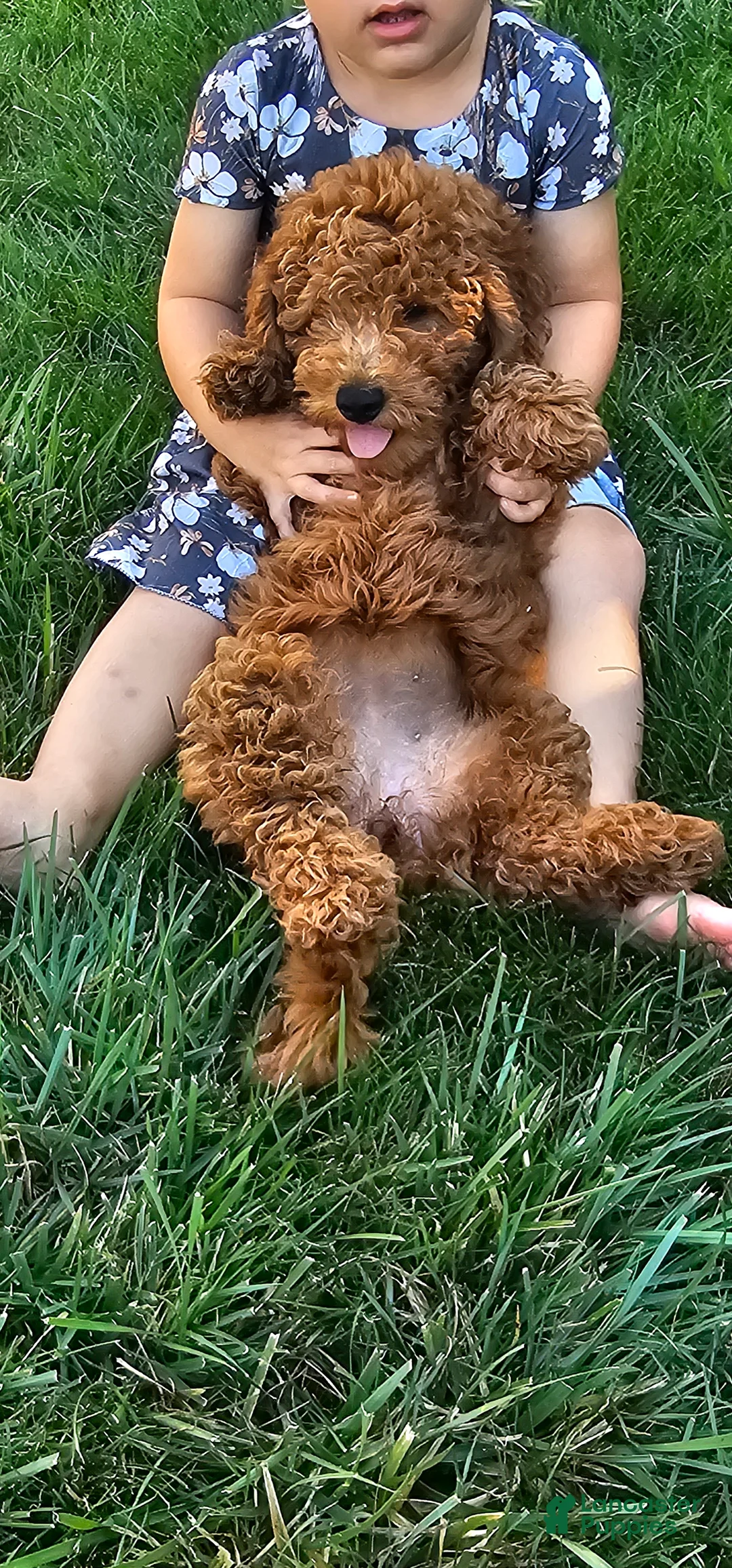 Mini Goldendoodle dogs for sale: Mini Goldendoodle 5 - Ad 2