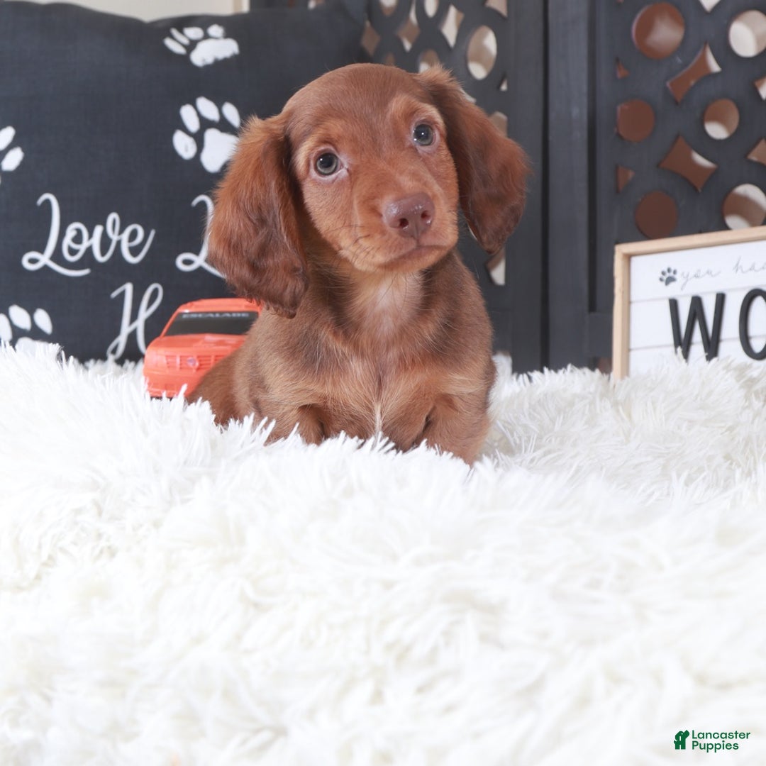 Miniature Dachshund dogs for sale: Miniature Dachshund Puppy Hunter - Ad 4