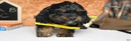 Cockapoo dogs for sale: Ripple  - Ad 4
