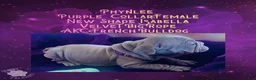 French Bulldog dogs for sale: Phynlee “Purple”Collar, Female - Ad 11