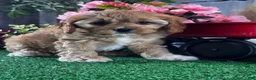 Cavapoo dogs for sale: Nova - Ad 3
