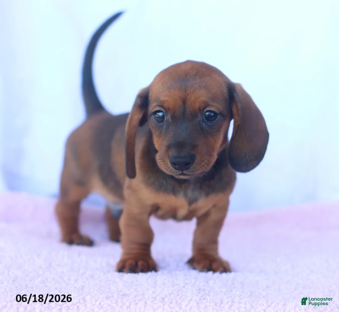 Miniature Dachshund dogs for sale: Dale - Ad 1