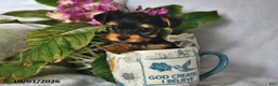 Yorkshire Terrier dogs for sale: Tiny - Ad 5