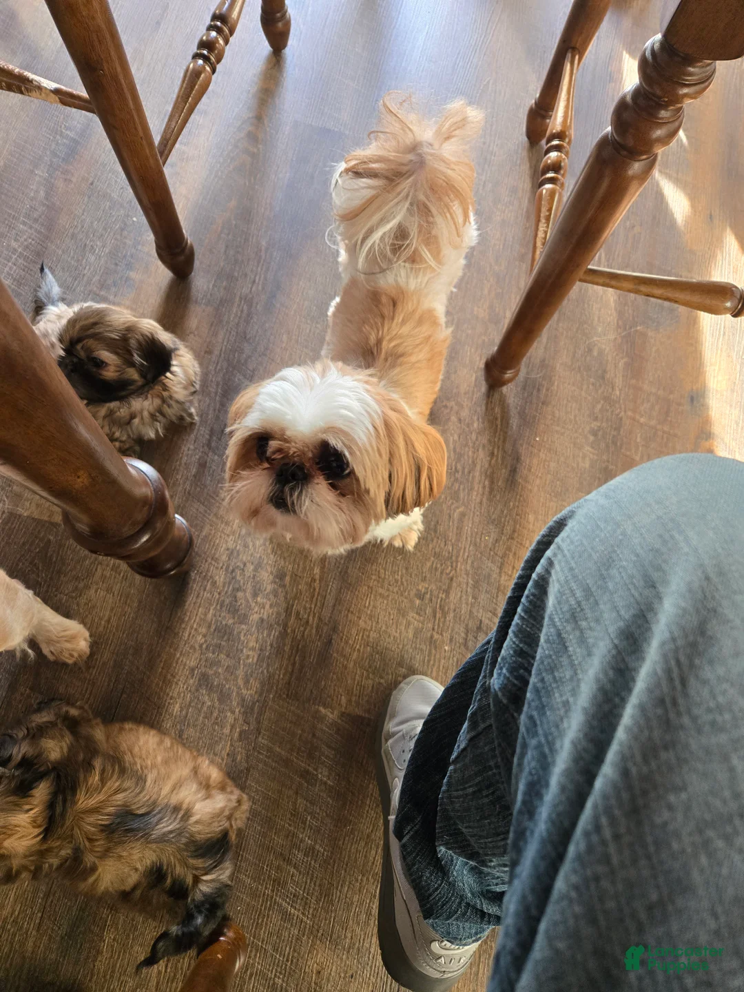 Shih Tzu dogs for sale: Dallas - Ad 10