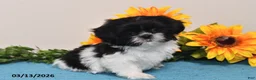 Shih Tzu dogs for sale: Ivy - Ad 4