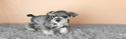 Miniature Schnauzer dogs for sale: Scout  - Ad 4