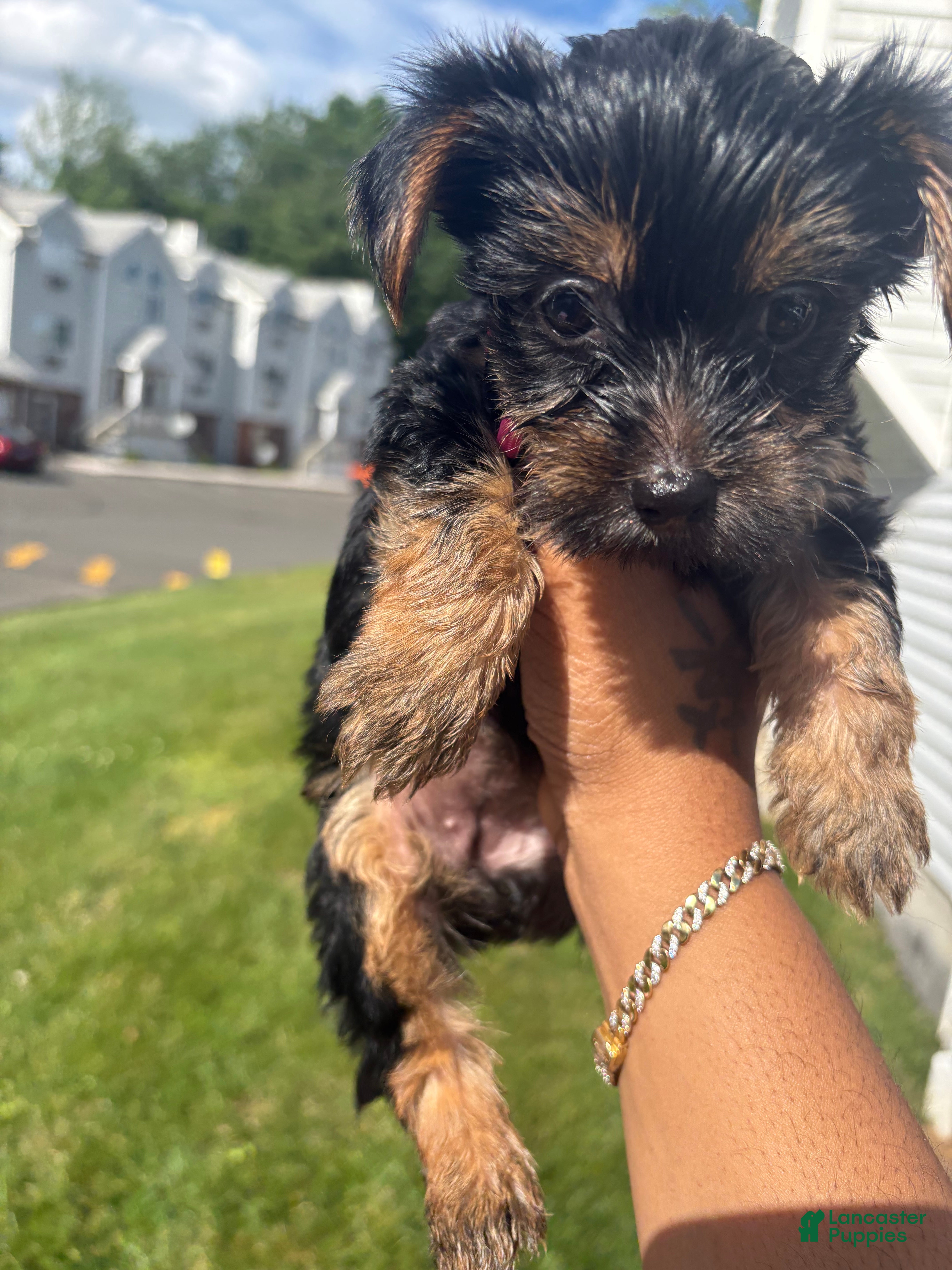 Yorkshire Terrier dogs Yorkshire Terrier 4 - Ad 1