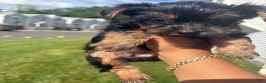 Yorkshire Terrier 4