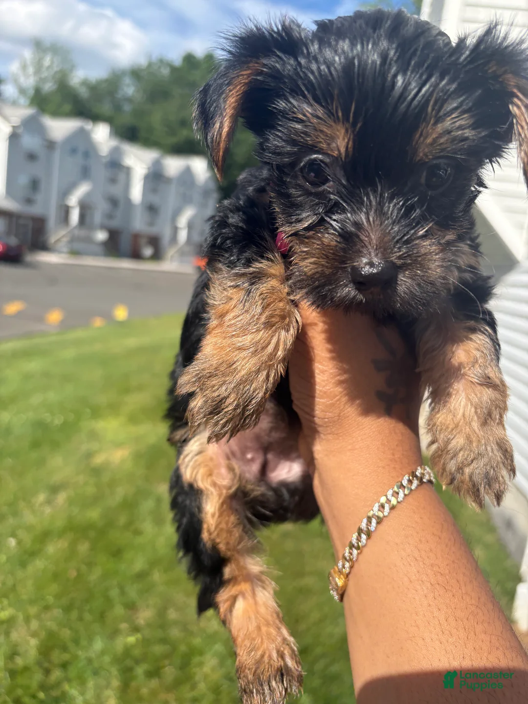 Yorkshire Terrier dogs for sale: Yorkshire Terrier 4 - Ad 1