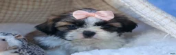 Shih Tzu dogs for sale: SALLY - Ad 8