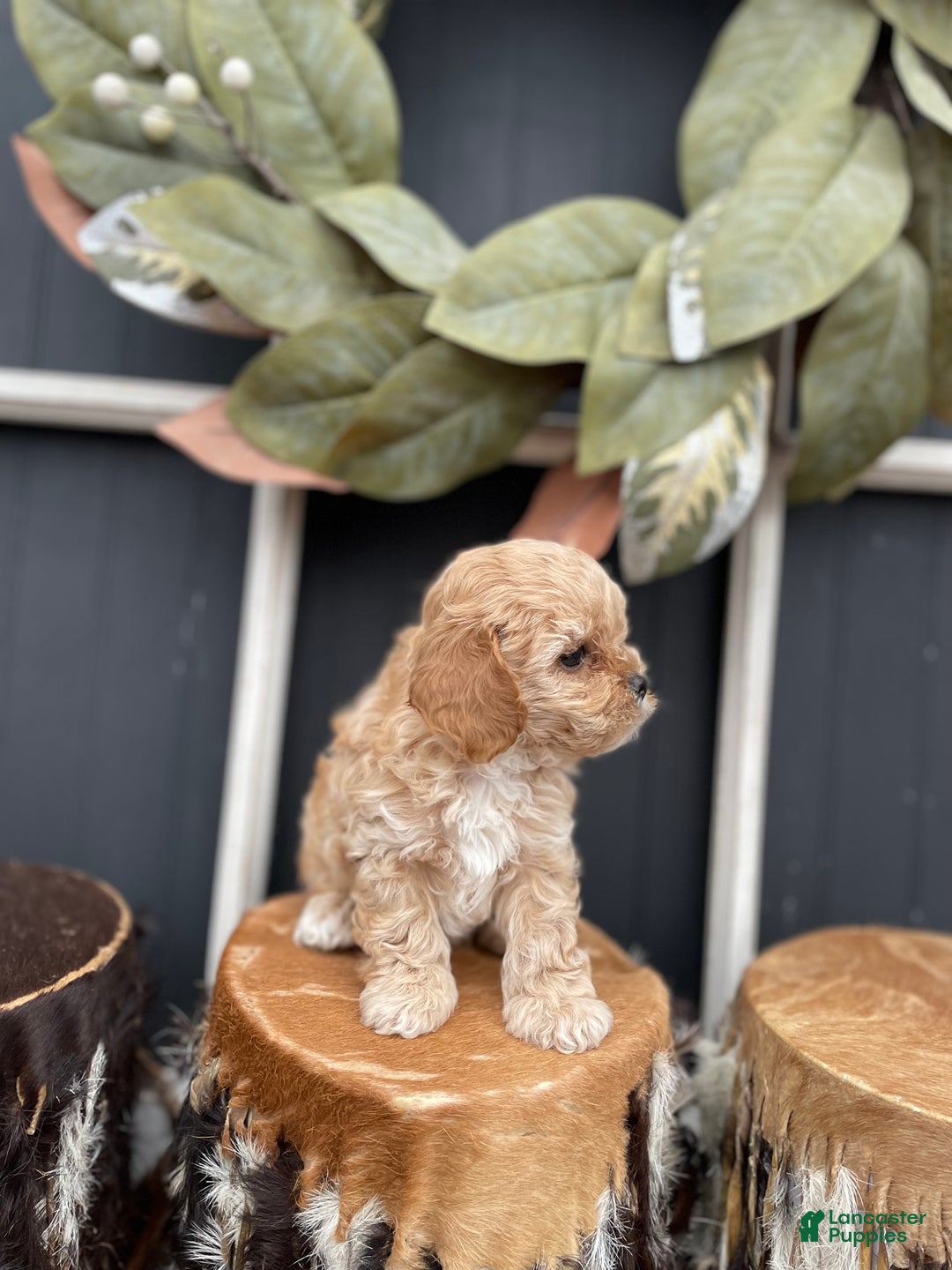 Cavapoo dogs for sale: Buddy - Ad 4