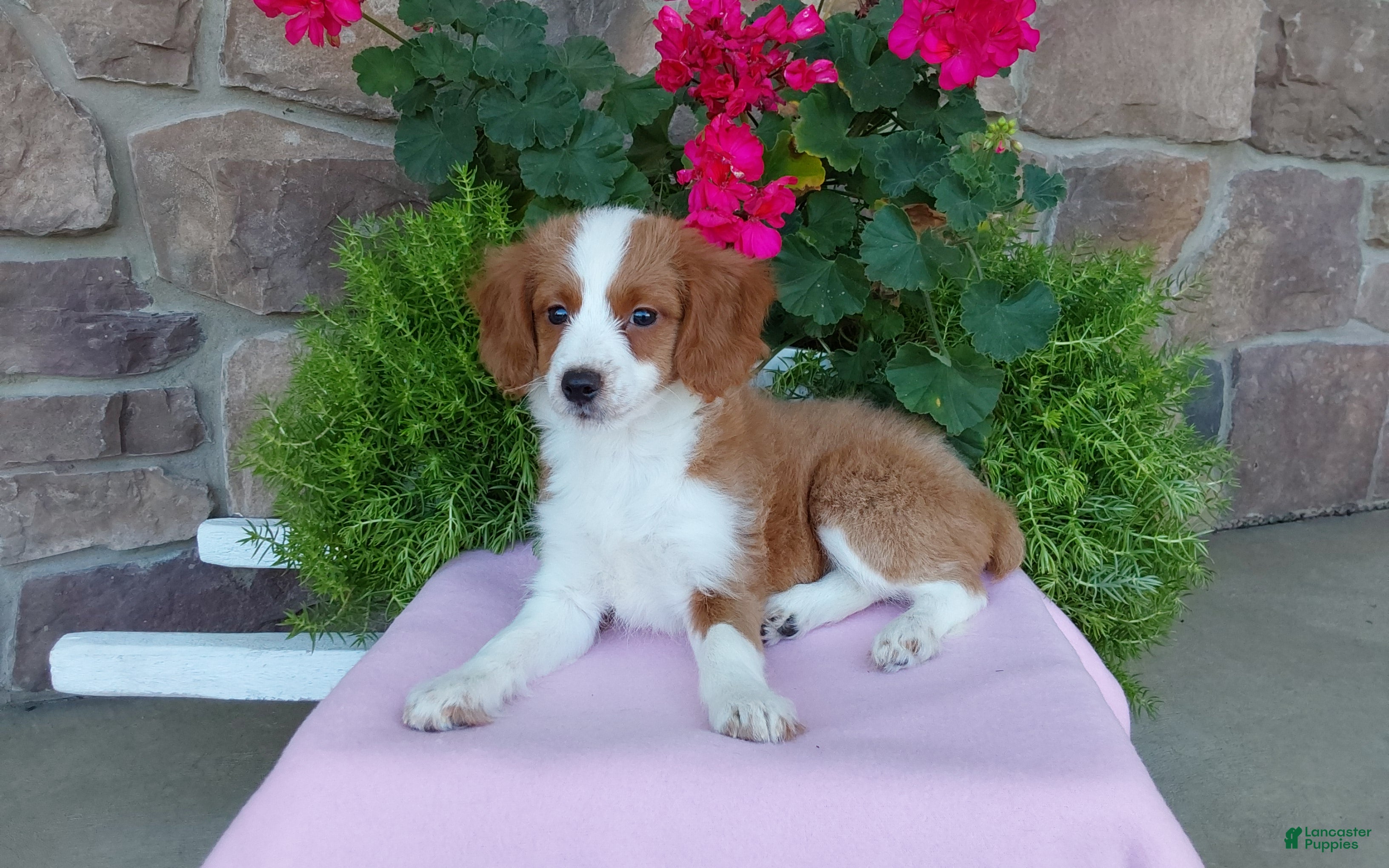 Aussiedoodle dogs Aussiedoodle 3 - Ad 1