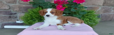 Aussiedoodle 3