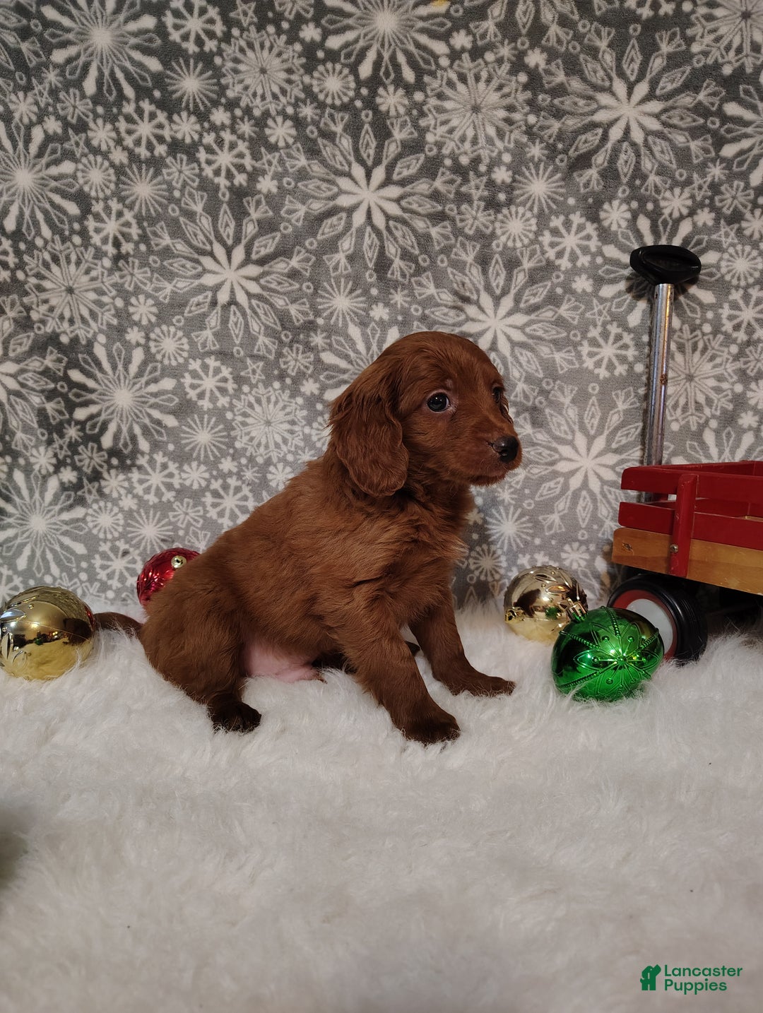 Irish Doodle dogs for sale: Gunner - Ad 3