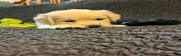 Golden Retriever dogs for sale: Zuma - Ad 3