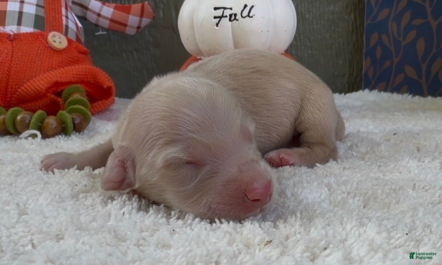 Miniature Dachshund dogs Denver  - Ad 1