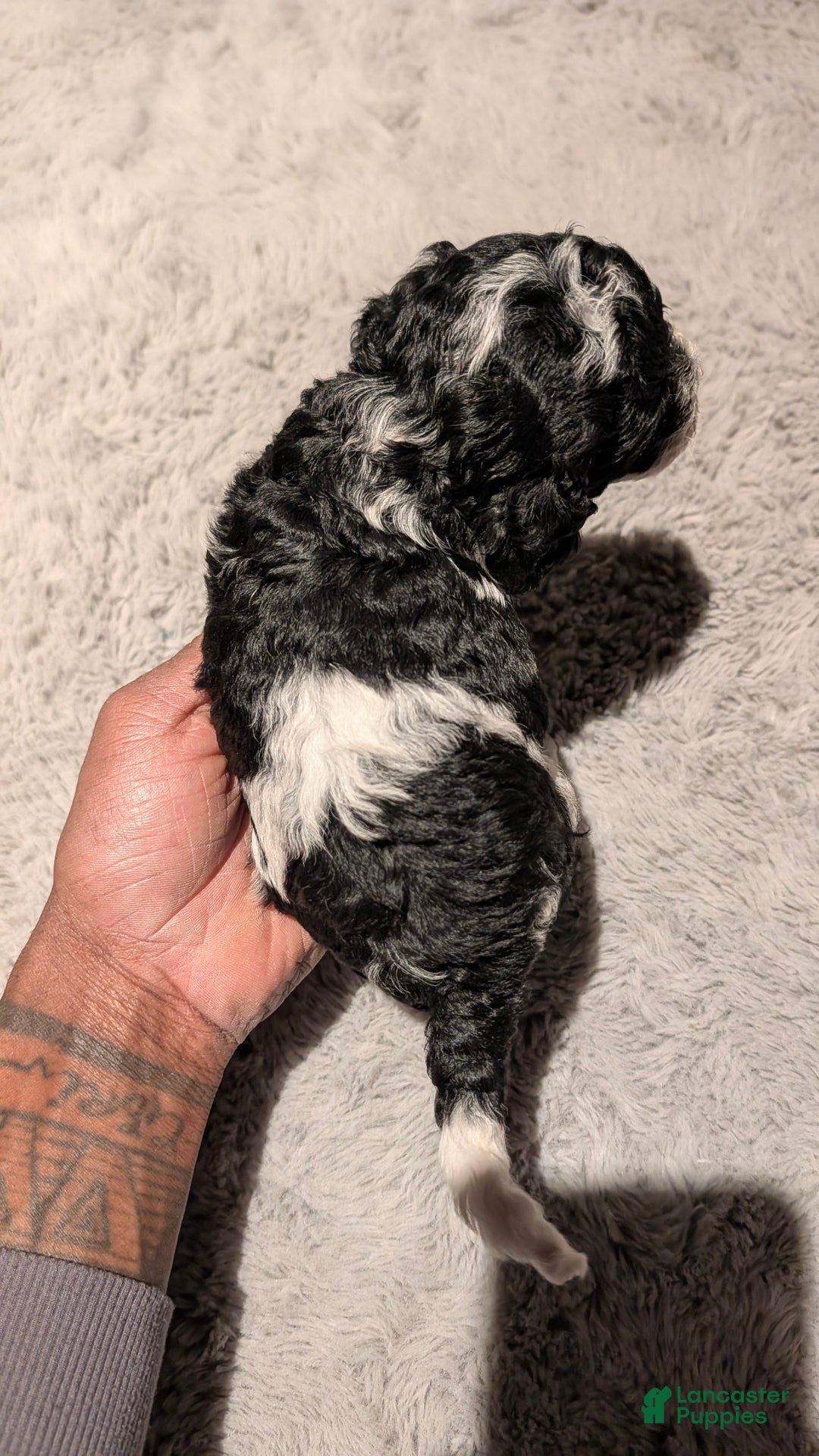 Cockapoo dogs for sale: Sonny (F2b) - Ad 3