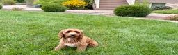 Cockapoo dogs for sale: Kip  - Ad 6