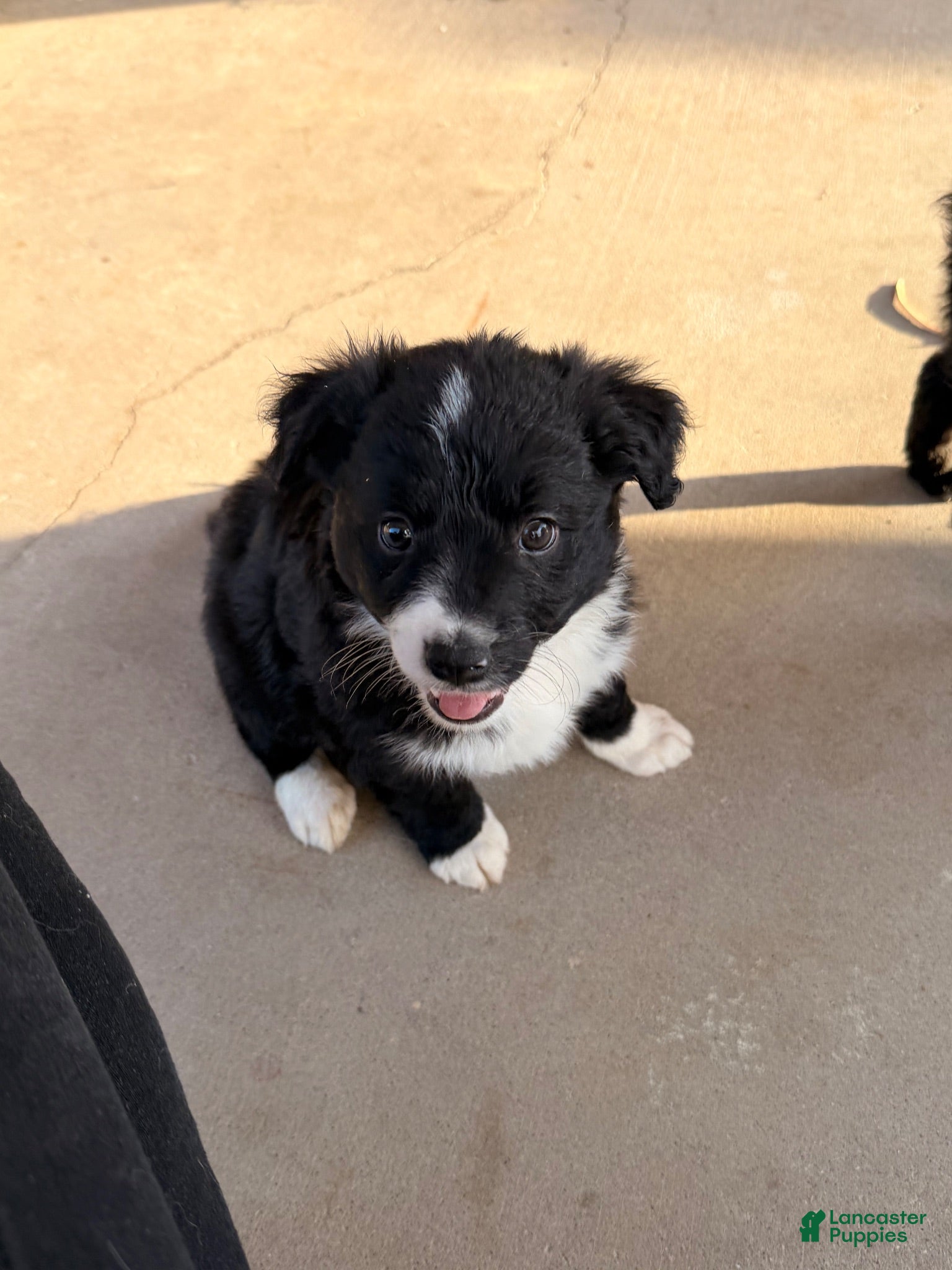 Mixed Breed dogs Yin - Ad 17