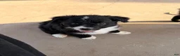 Mixed Breed dogs for sale: Yin - Ad 1