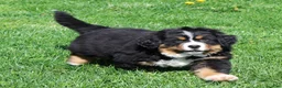 Bernese Mountain Dog dogs for sale: Charlie - Ad 5